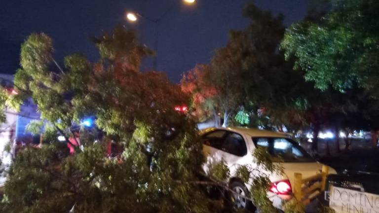 La conductora se subió al camellón central de la avenida Hacienda del Seminario donde derribó dos árboles, luego se detuvo al impactar sobre el tercero.