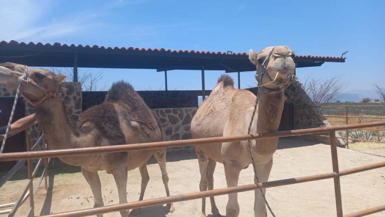Un restaurante de Jalisco negó la entrada a la Profepa después de que se difundieran imágenes donde golpean a un camello en el lugar, por lo que se interpuso una denuncia ante la FGR.