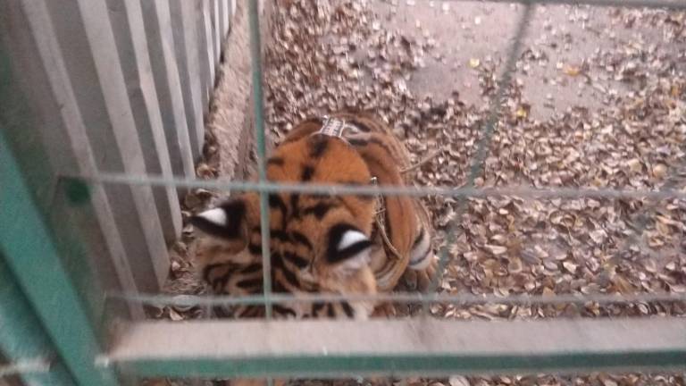 El rescate del tigre se dio después de que el animal fue decomisado por la Sedena el pasado lunes.