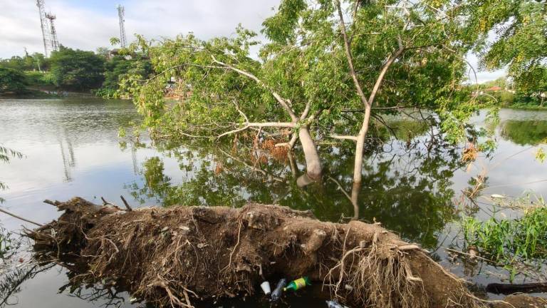 El árbol se mantiene derribado dentro del cuerpo de agua.