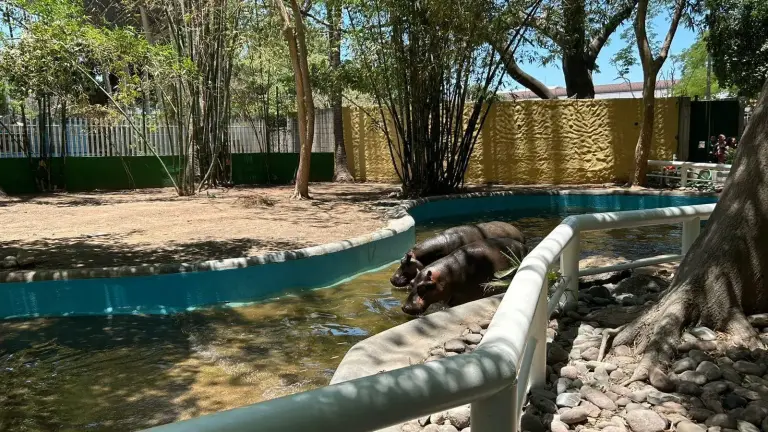 Hipopótamos quese tenían en exhibición en el Zoológico de Culiacán.