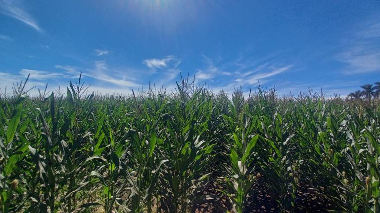 Maíz almacenado cuesta $4.7 millones diarios al Gobierno de Sinaloa y no hay certeza de cuándo saldrá