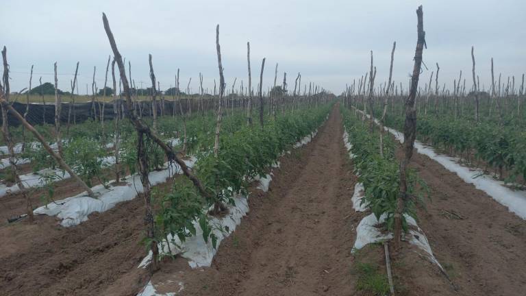 Bajos precios ponen en riesgo temporada de hortalizas en los campos de Escuinapa