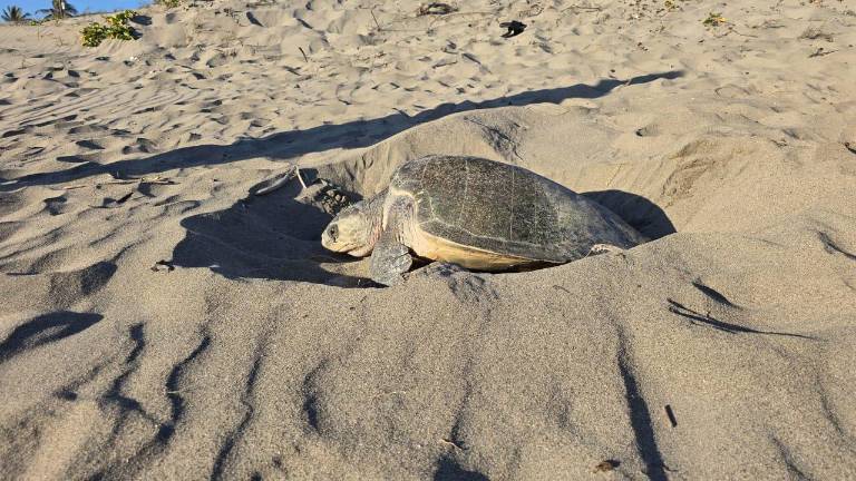 Recolección de huevos de tortuga en la Playa de El Caimanero, en Rosario.