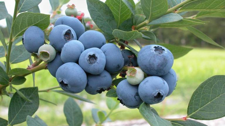 Sinaloa cobra relevancia en la producción de berries: Caades
