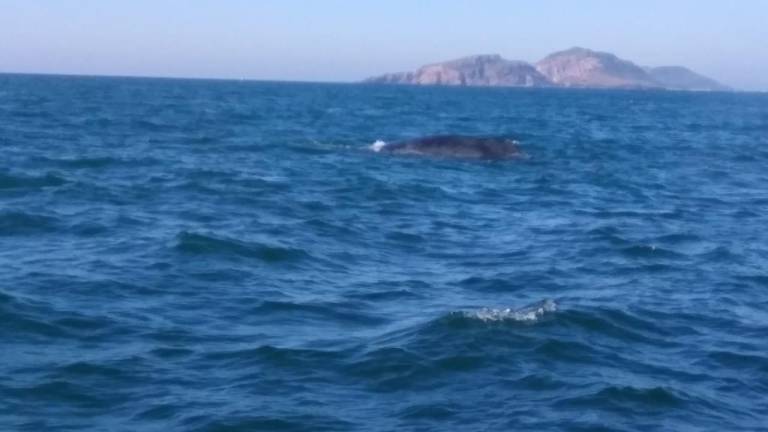 Encuentran a ballena atrapada en red de pesca frente a Mazatlán