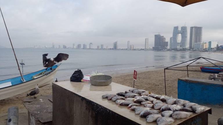 En la Playa Norte reportan que yan tenido las primeras capturas de pajarito.