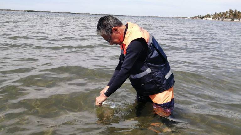 La Comisión Estatal para la Protección contra Riesgos Sanitarios de Sinaloa confirmó que todas las playas de Sinaloa son aptas para bañistas.