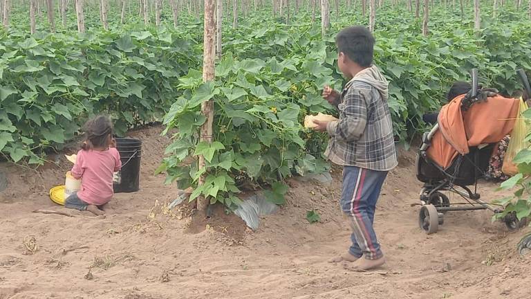 Niños jornaleros en campos agrícolas.