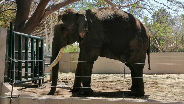 Niega Zoológico de Culiacán haber pedido cuota en recibos de agua para ‘Big Boy’
