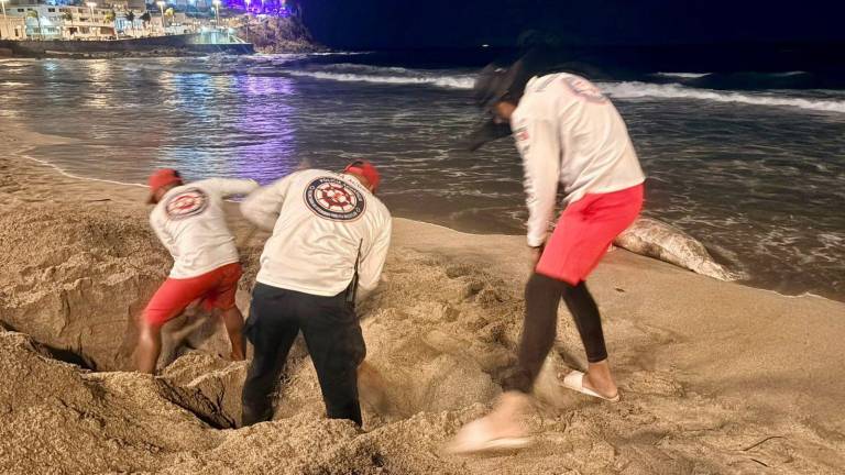 Salvavidas de Mazatlán sepultaron un lobo marino sin vida localizado en la franja de playa.