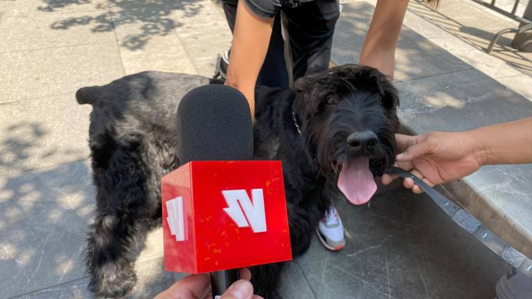 “Rocky” ya regresó a ser como siempre: juguetón, inquieto y que ladra por todo.