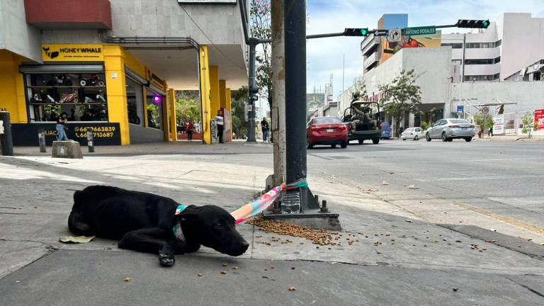 Un cachorro fue abandonado en el Centro de Culiacán y para evitar que fuera atropellado transeúntes lo amarraron a un poste.
