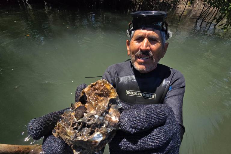 Marco Antonio tiene más de 40 años como productor de ostión al elegir la pesca por profesión en Chametla