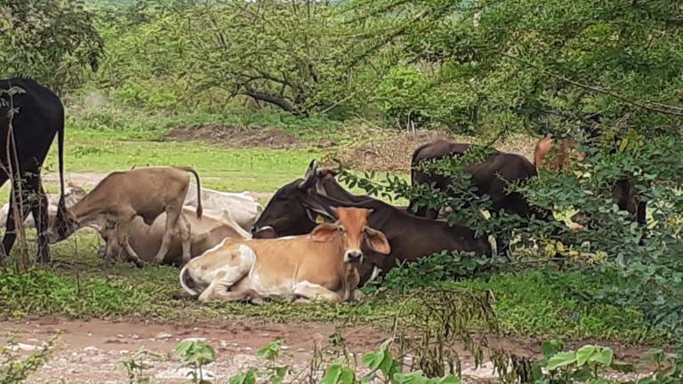 Suman 30 los animales infectados por el gusano barrenador en Escuinapa