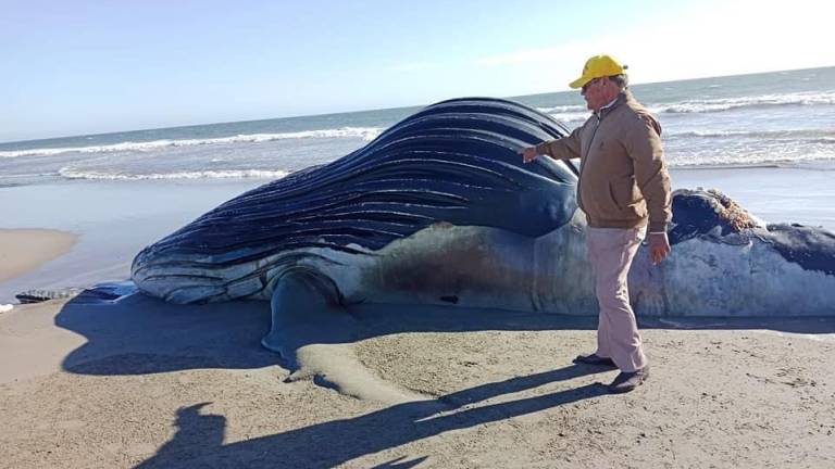 Ballena de más de 7 metros es encontrada muerta en playa de Guasave
