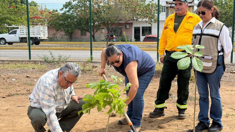 Jornada de plantación de árboles en el Estero del Infiernillo, en Mazatlán.