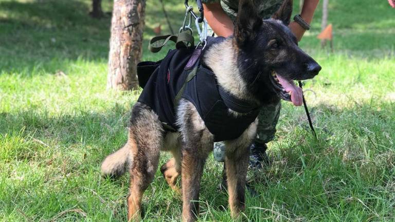 El perrito Proteo era parte del equipo canino que acompaña a brigadista de la Sedena en su misión de rescate de sobrevivientes tras los sismos en Turquía.