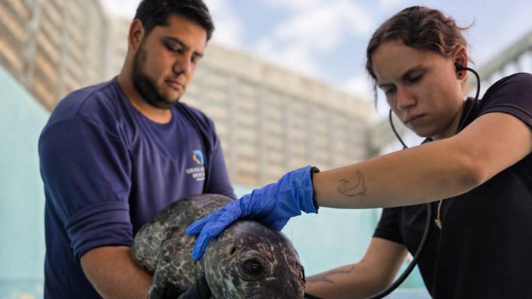 La cría de foca fue trasladada al Hospital de Fauna del Gran Acuario Mazatlán, donde recibe atención veterinaria especializada.