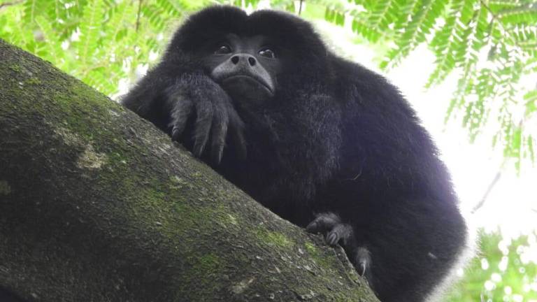 Los monos aulladores son las especies más traficadas en Argentina, dice la investigadora Luciana Oklander, presidenta de la Sociedad Latinoamericana de Primatología.