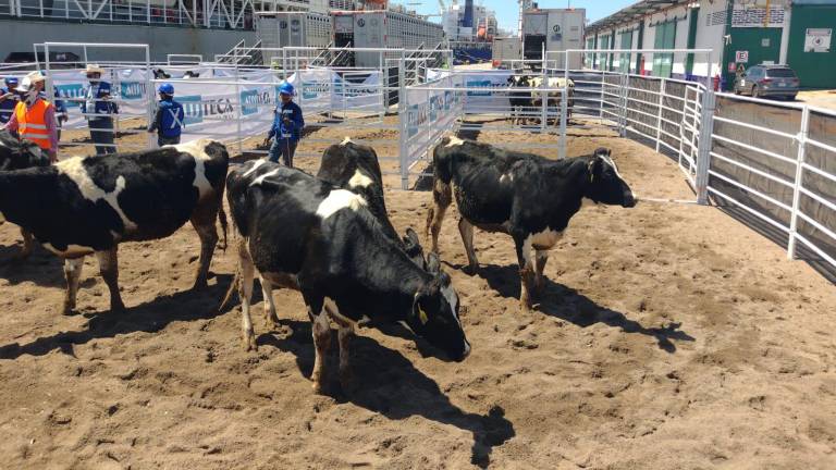 Importación de ganado desde Centroamérica por las instalaciones portuarias de Mazatlán.