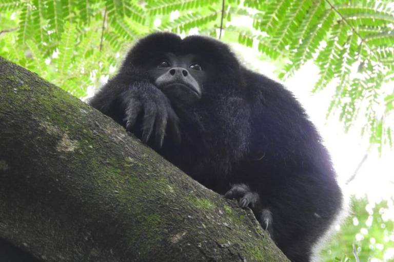 Día Internacional de los Primates: esfuerzos científicos que empoderan a comunidades en Sudamérica para conservar especies y sus ecosistemas