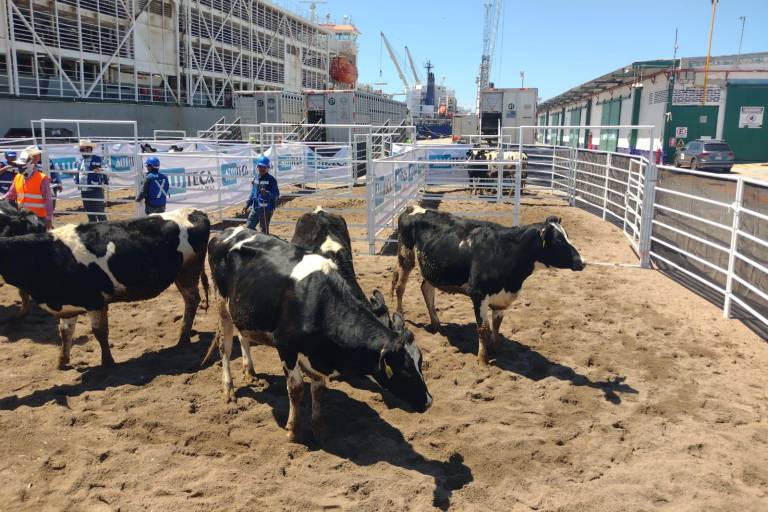 Mazatlán pausa importación de ganado por estrategia federal para contener al gusano barrenador