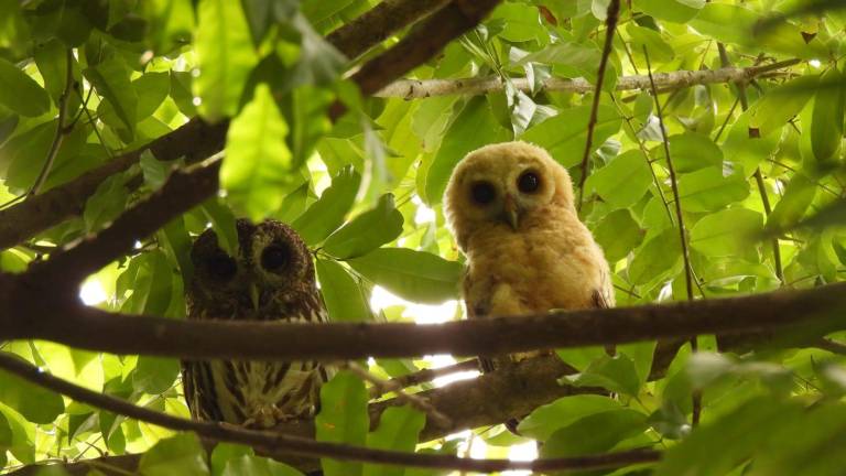 La Sociedad Botánica y Zoológica de Sinaloa trabaja en la reproducción de especies en peligro de extinción.