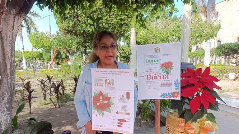 En un módulo de Bienestar Social en Escuinapa se reciben nochebuenas para decorar plazuelas y espacios comunitarios.