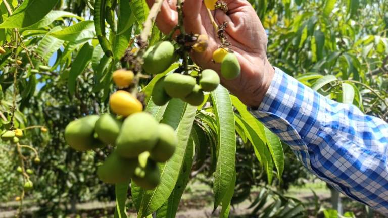 Este fenómeno tiene años repitiéndose, desconocen si se trata de una condición meteorológica.