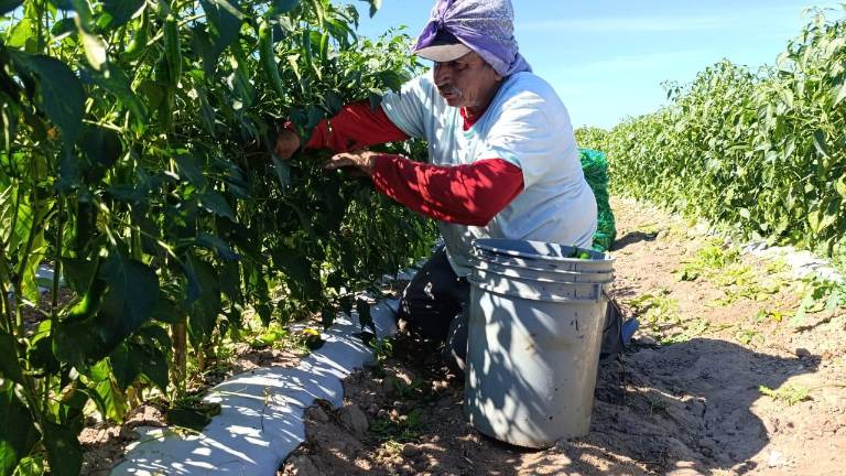 Los productores de Escuinapa atraviesan una difícil situación debido a la baja en los precios de las hortalizas.