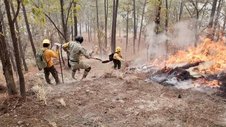 Brigadistas y autoridades forestales mantienen labores de combate y prevención ante incendios registrados en Sinaloa.