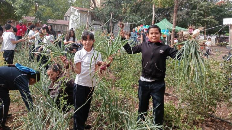 Niñas y niños de una primaria de Culiacán cosechan hortalizas en su propia huerta.
