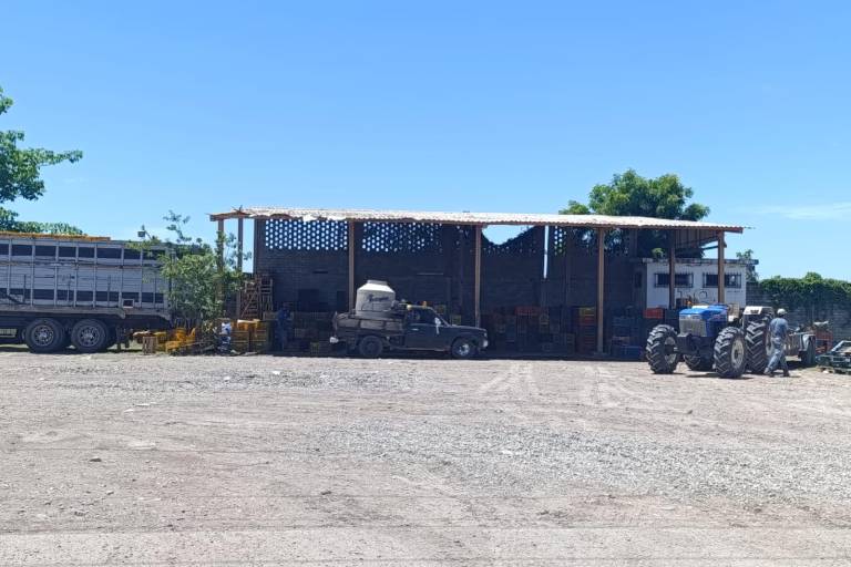 En Escuinapa, aún sin operar los centros de acopio para mango