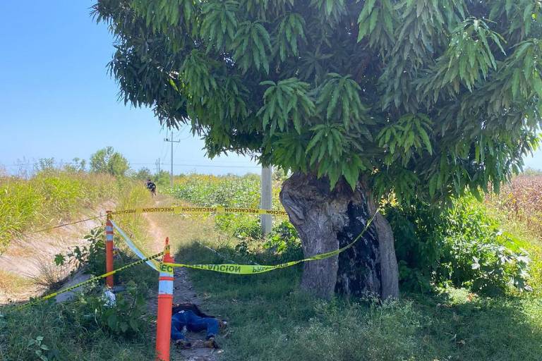 Trepó a cortar mangos y muere electrocutado, en Elota