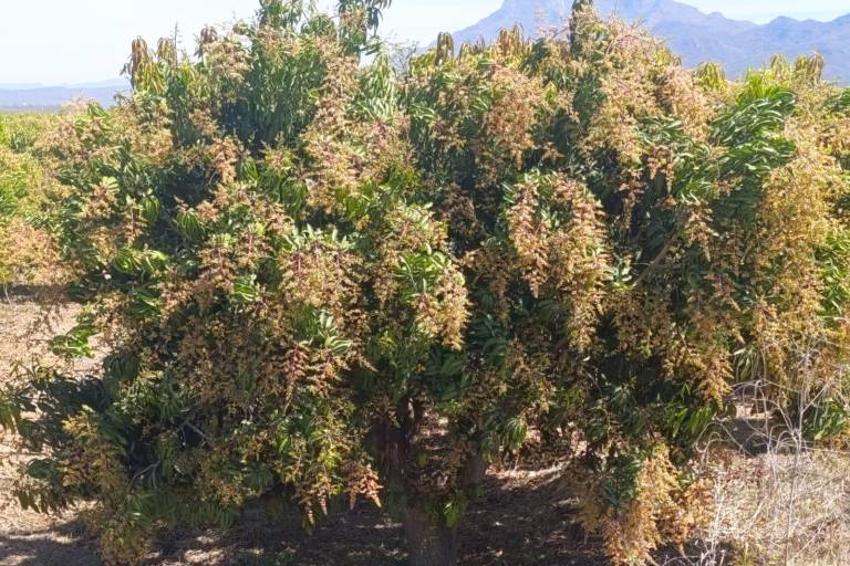 Registro de huertos de mango para exportación estará abierto hasta el viernes en Escuinapa