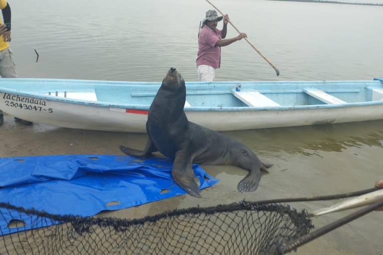 Sorprende lobo marino a pescadores en La Estacada, en Escuinapa