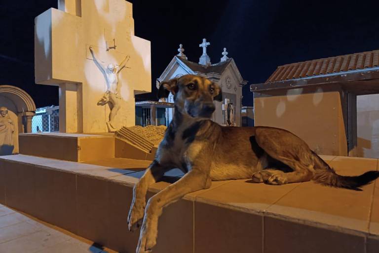 Antes, en el panteón de Escuinapa se robaban flores y herrerías... hasta que llegó ‘Solovino’