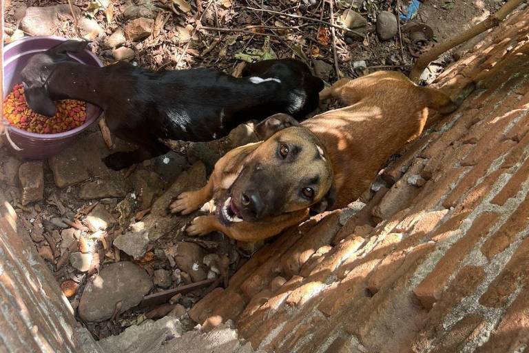 Reportan alto índice de maltrato animal en Rosario