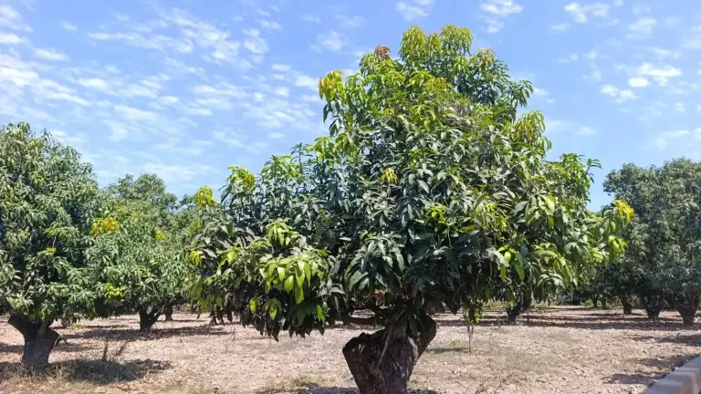 Productores de mango en el sur de Sinaloa advierten de una baja floración en las huertas.