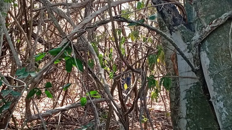 Zona cercana a la Presa “El Peñón”, en Escuinapa, donde se encontraron al menos dos osamentas.