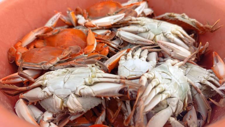 Actualmente la jaiba se consigue en Nayarit, vendedoras esperan que el estero se recupere pronto.