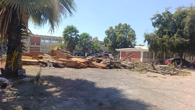 Los restos de un árbol de huanacaxtle fue tirado en la Secundaria Federal Dr. Eligio Díaz V.