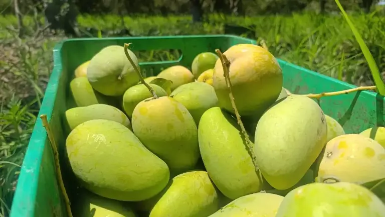 A los productores les urge que se atienda el problema del robo de mango.