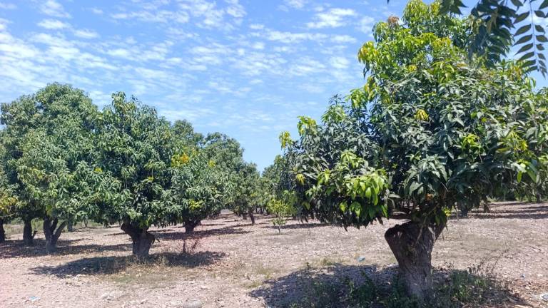 Enero y febrero son la temporada de floración del árbol de mango.