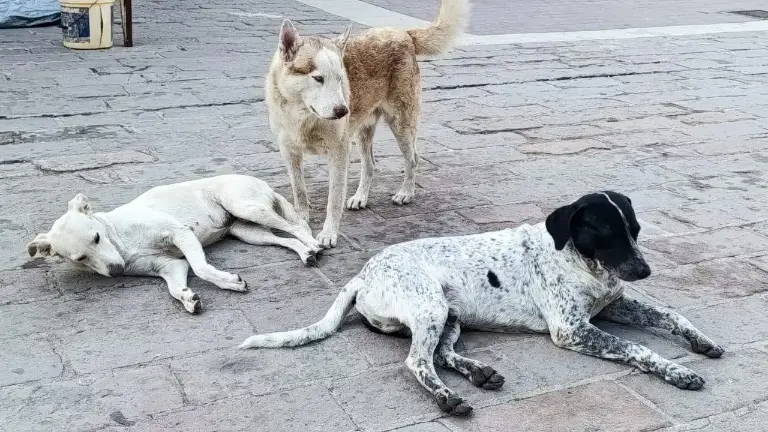 Llaman a la población a evitar el uso de pirotecnia durante las fiestas decembrinas para proteger a mascotas, fauna urbana y personas sensibles al ruido.