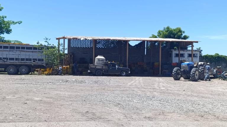 Hasta el momento los centro de acopio de mango en Escuinapa no han operado.