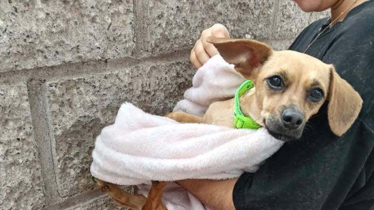 La Asociación de Refugio y Protección de Animales trabaja en Culiacán con campañas de esterilización, educación y orientación ciudadana para fomentar el bienestar animal.