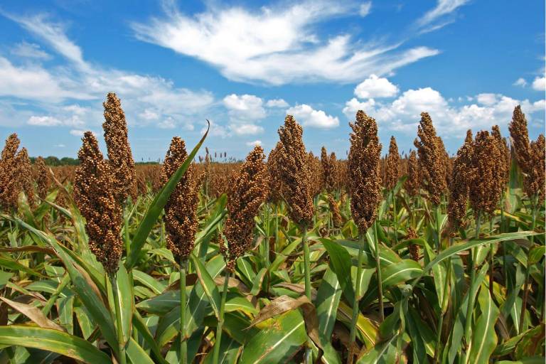 El Gobierno de China ampliará la compra de sorgo producido en Sinaloa.
