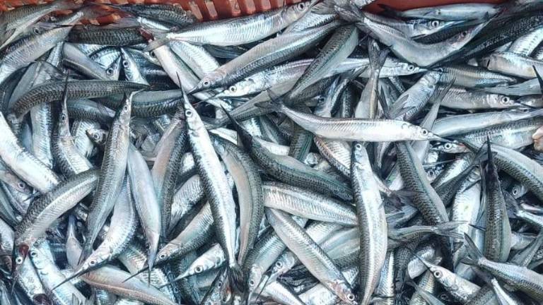 Los pescadores dicen que la temporada de pajarito está por debajo de lo esperado.